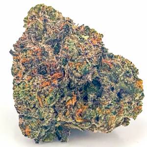 Jokerz 31